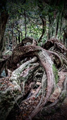 鞍馬山の倒木③