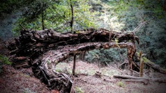 鞍馬山の倒木⑥