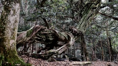 鞍馬山の倒木②