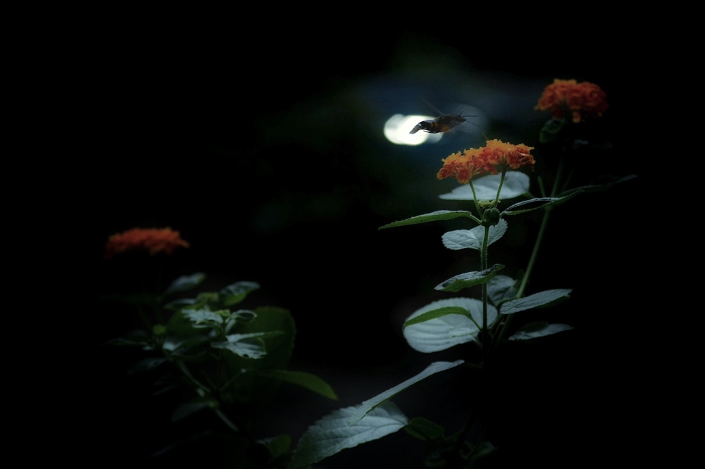 花、蜂