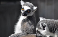 Lemur