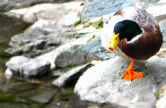 walking along the river