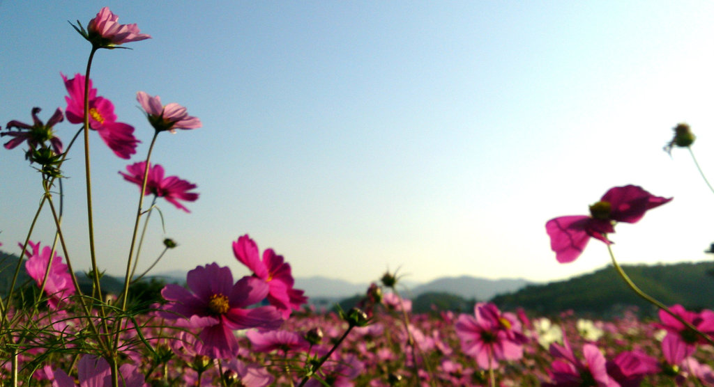 秋桜