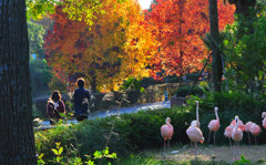 Autumn in the zoo