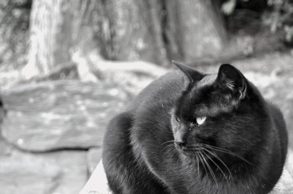 猫画