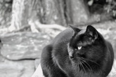 猫画