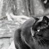猫画