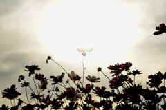 cosmos burst