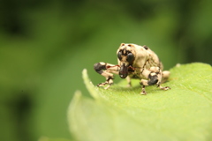 奇天烈　アシナガオニゾウムシ