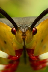 顔　キバラヘリカメムシ