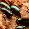 成虫越冬をする昆虫達　ハムシ編