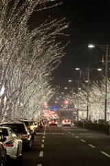 表参道　けやきイルミ 　3