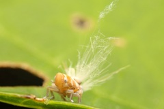奇天烈　アミガサハゴロモ幼虫