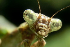 顔　ヒメカマキリ