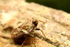 奇天烈　カタビロクサビウンカ