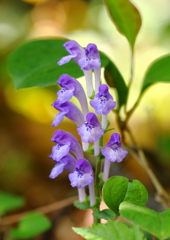Purple Little Wave ❀