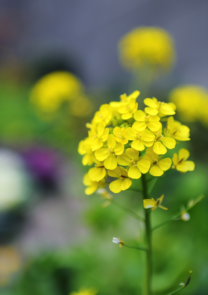 菜の花 咲きました☆