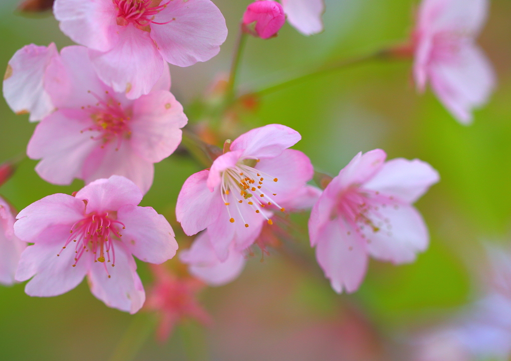 散り行く前に♡