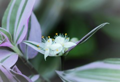 温室に輝く白い花