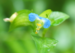 冷たい雨に降られて