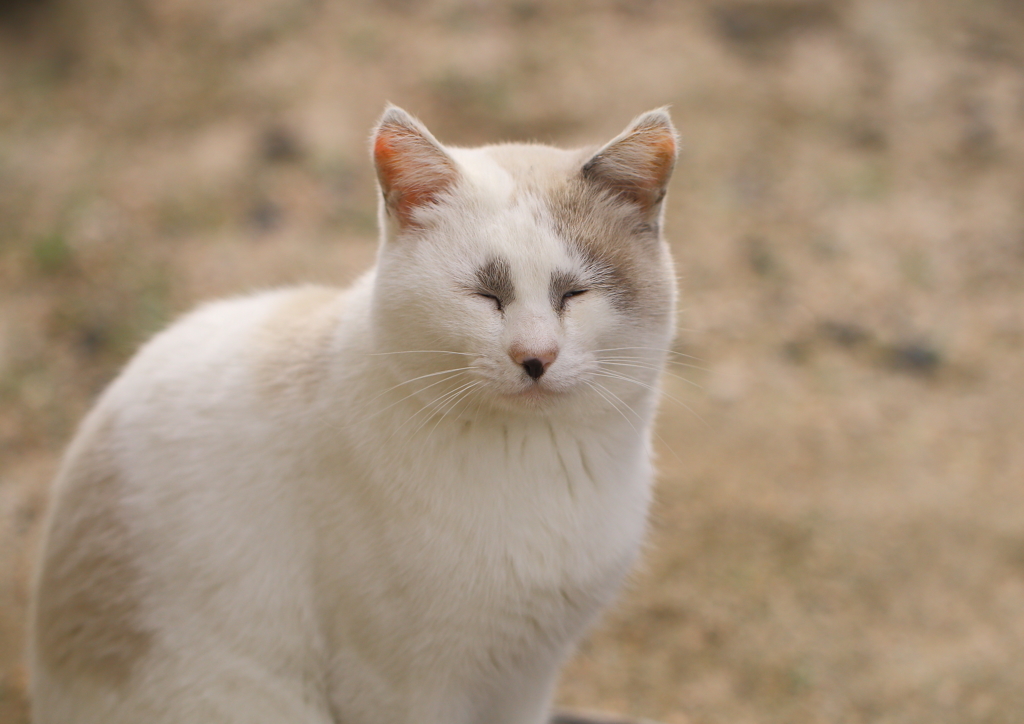 ボクはブッチーです=^_^=