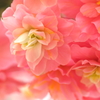 Pink Worldへようこそ