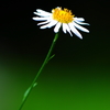 一輪の野菊