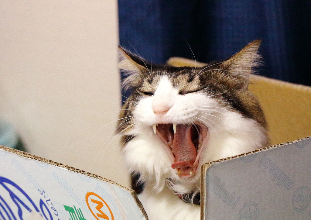 猛ニャン!!!みかん箱から現る♡