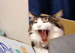 猛ニャン!!!みかん箱から現る♡