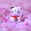 たーにゃん 桜に埋もれる !!!