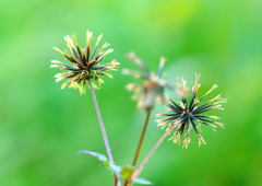 パチパチ クッツキ 秋花火