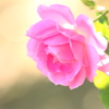 小春日和