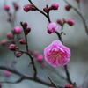 咲き始めです