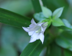 夏の白い花