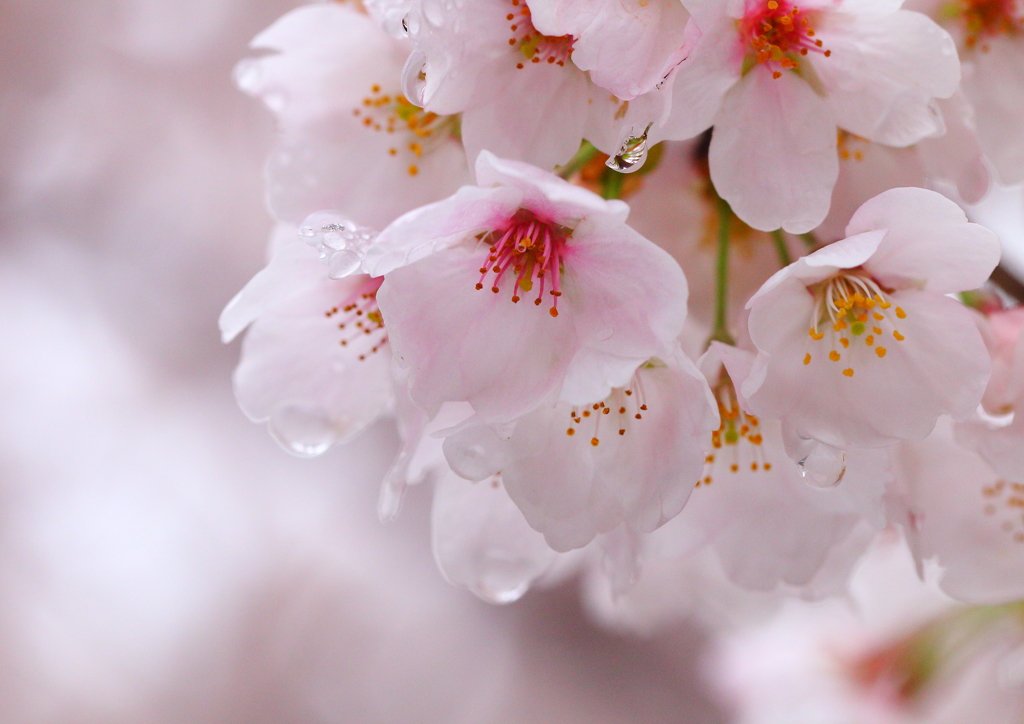 つかの間の雨あがり