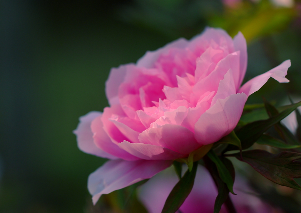 大きな花は、大きな幸せ❀