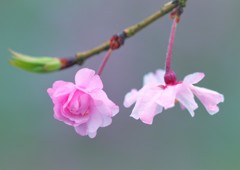 桜と薔薇は同科の仲間(^.^)
