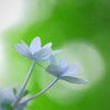 雨を待つ花の心♥