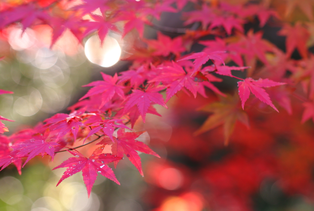 Beautiful Leaf