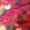 Beautiful Leaf