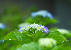 心まで雨に打たれ❀