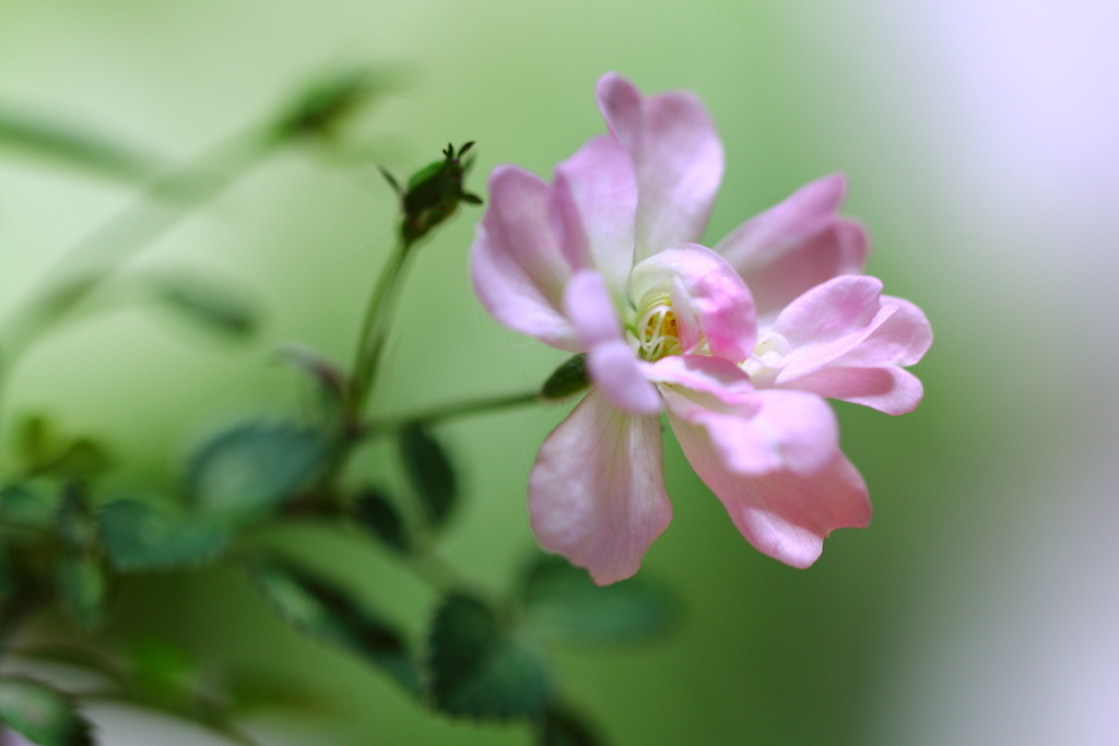 咲いたよ ✿
