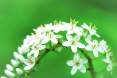 花のアーチは永遠に....