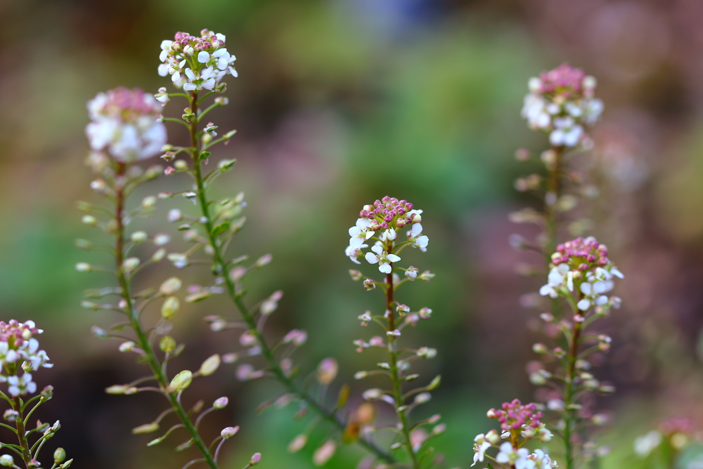 私の花壇は花満開☆