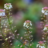 私の花壇は花満開☆