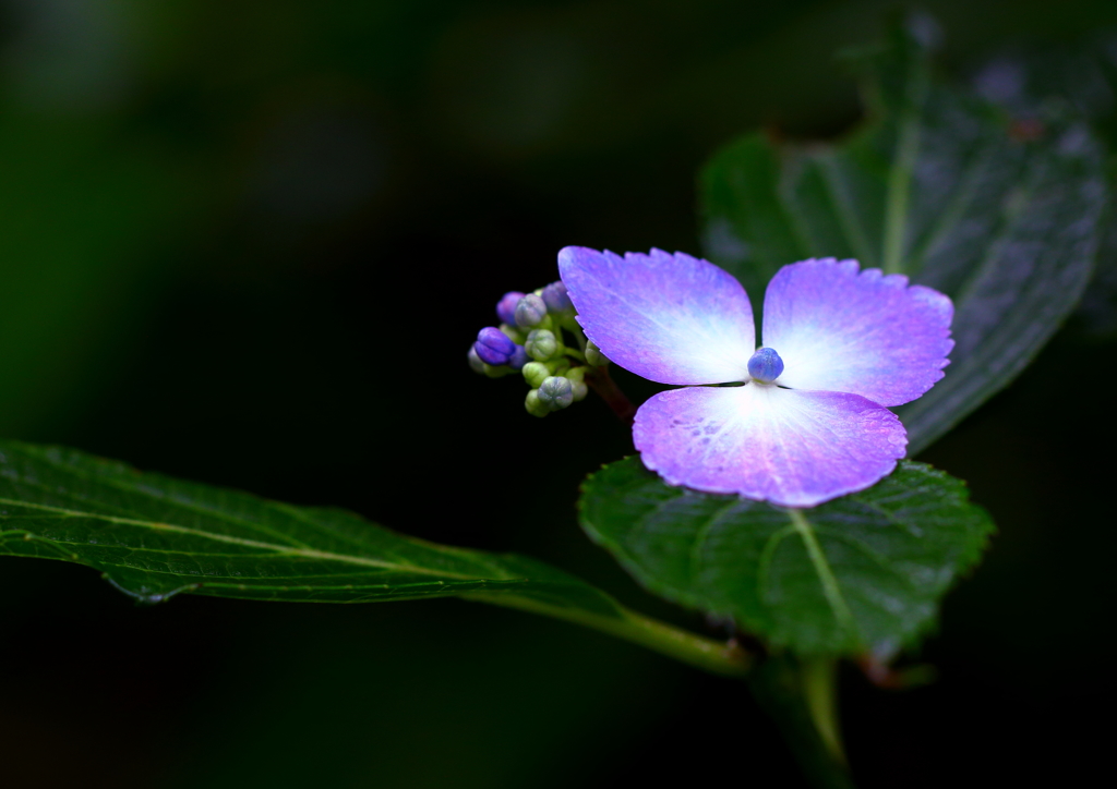 可愛い紫陽花❀