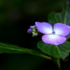 可愛い紫陽花❀