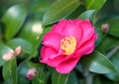 冬の花