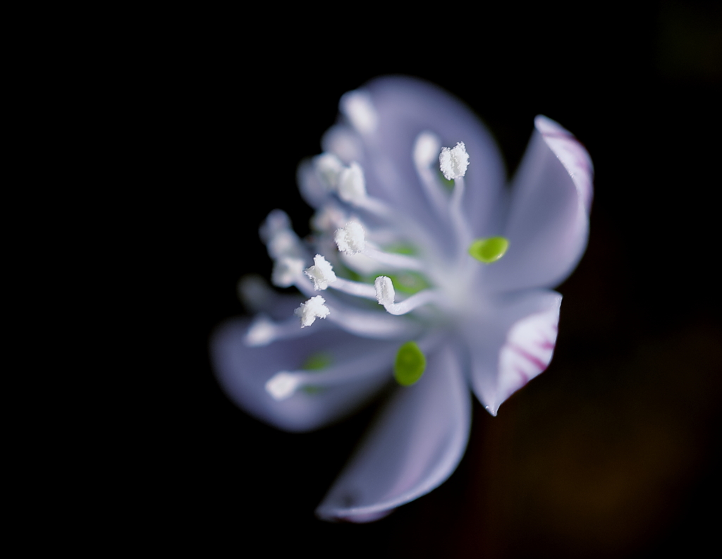 春の花