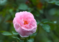 秋薔薇は冷たい雨の中